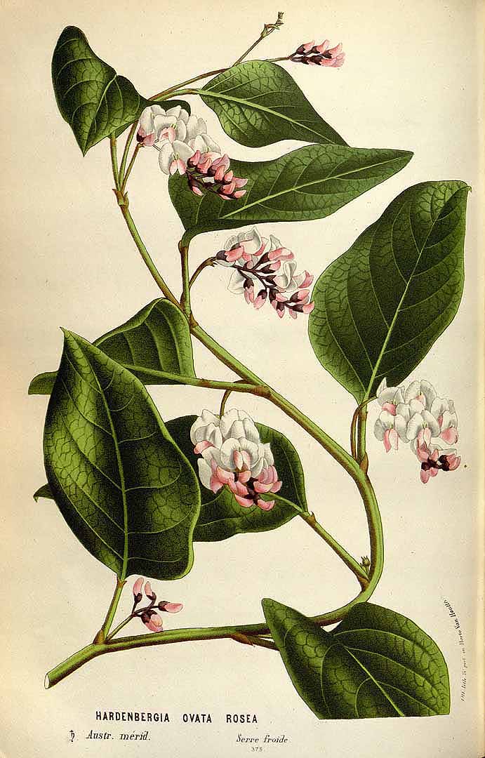 no HD illustration available (3)