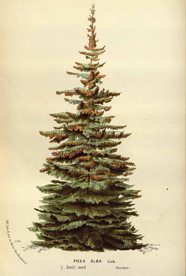 no HD illustration available (3)