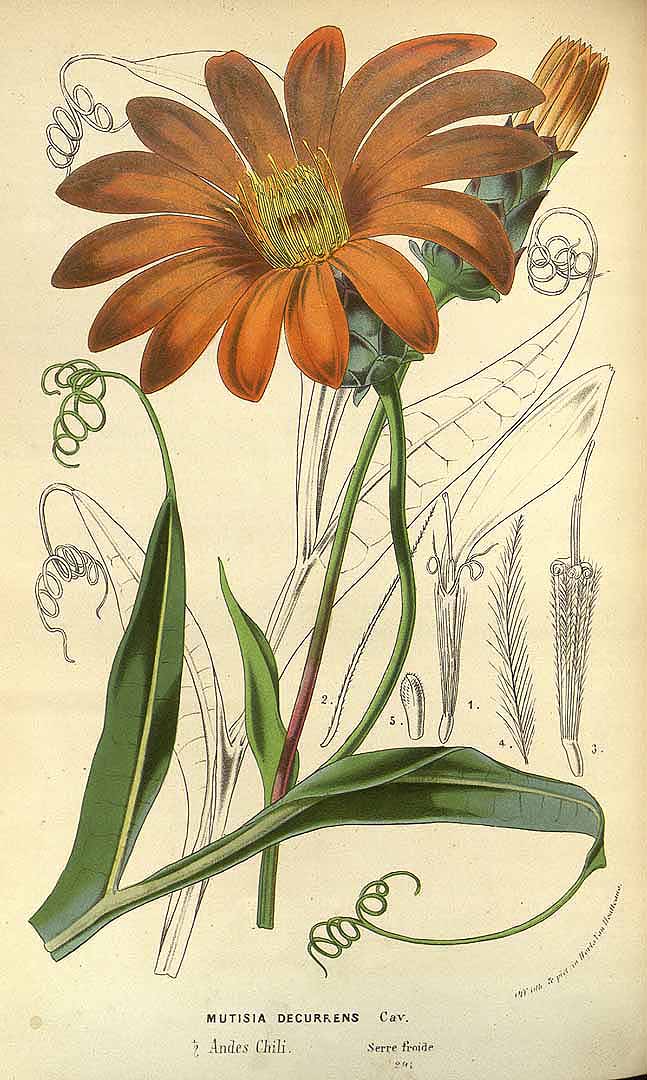 no HD illustration available (3)