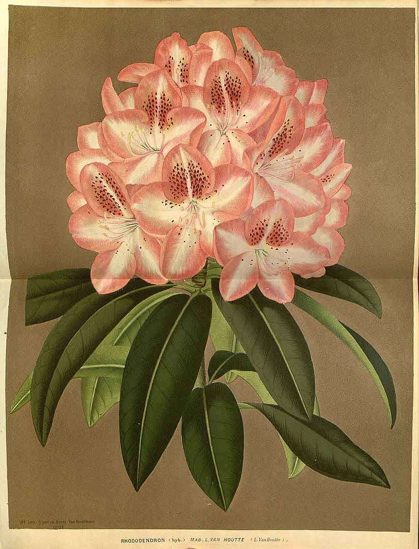 no HD illustration available (3)