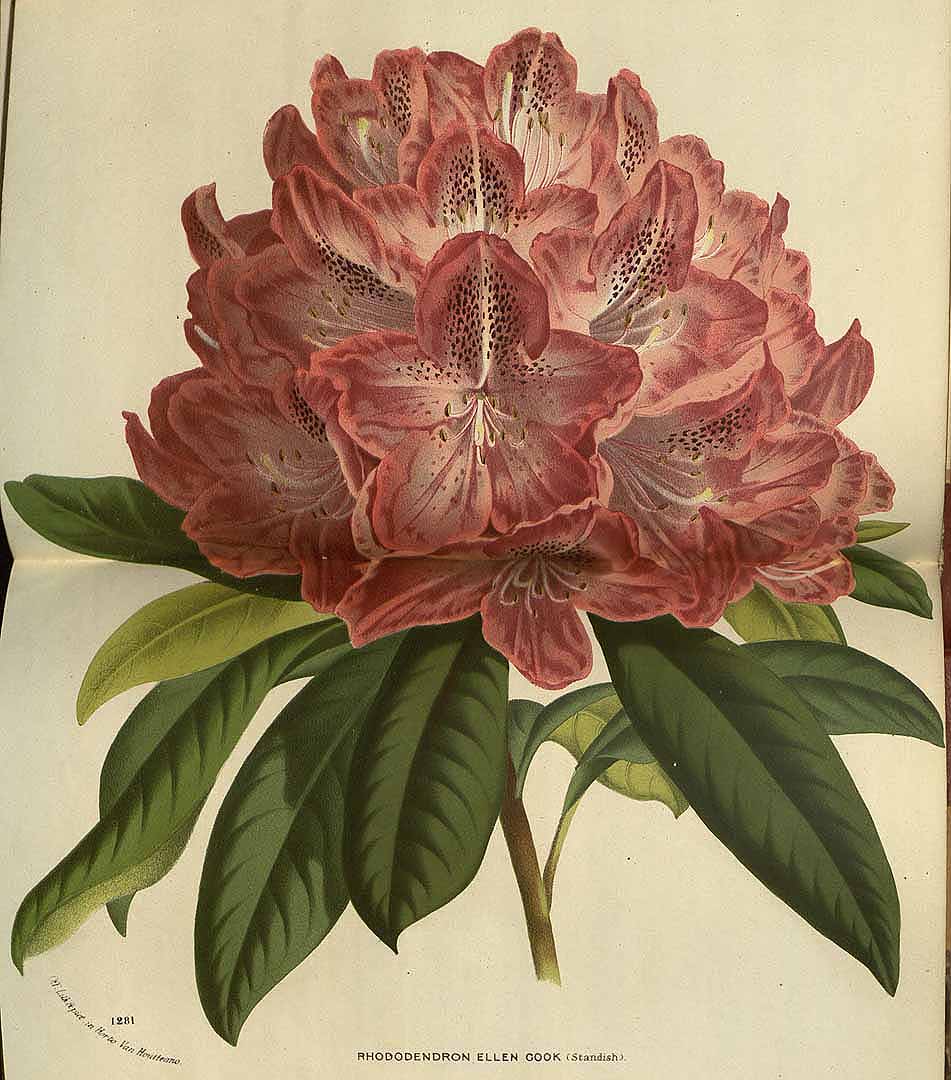 no HD illustration available (3)