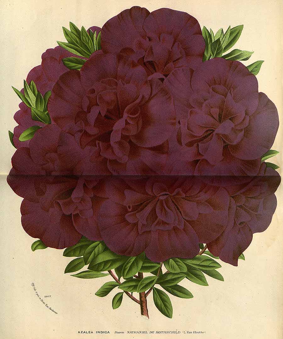 no HD illustration available (3)