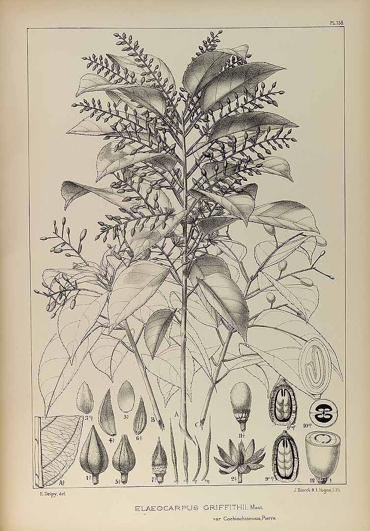 no HD illustration available (3)