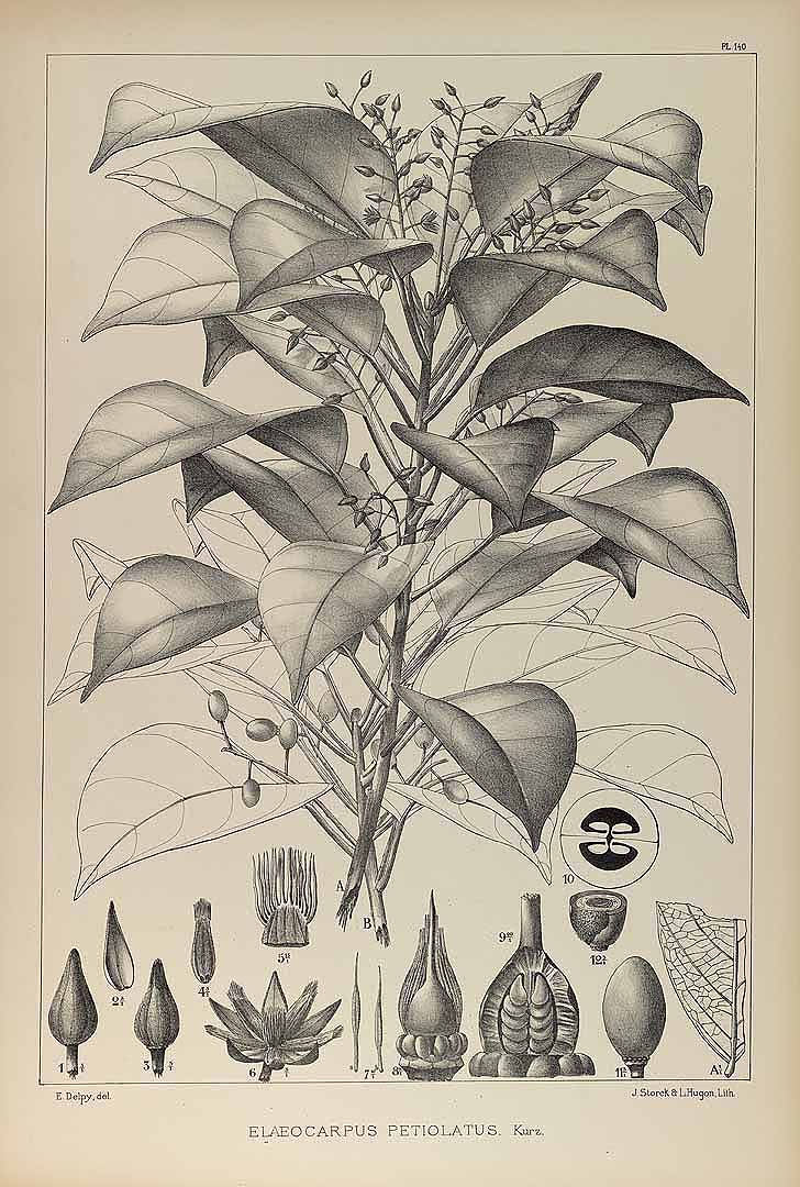 no HD illustration available (3)