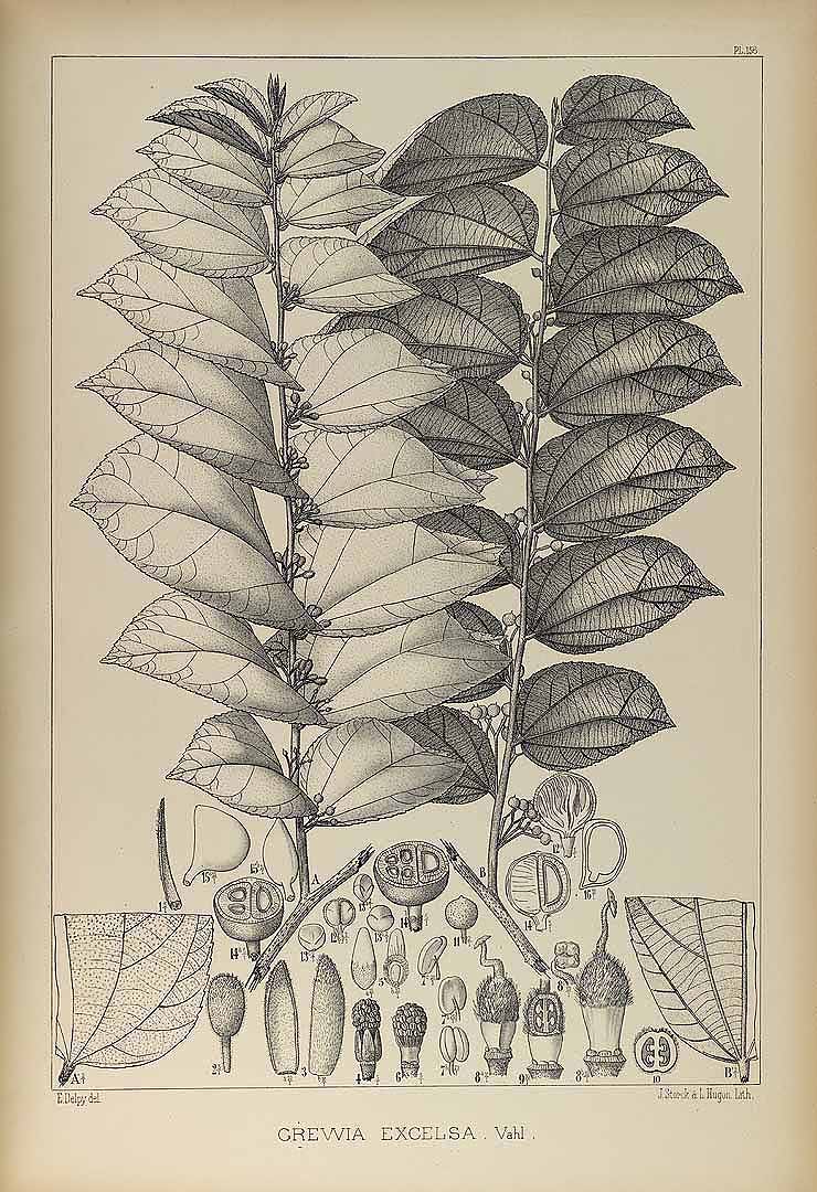 no HD illustration available (3)