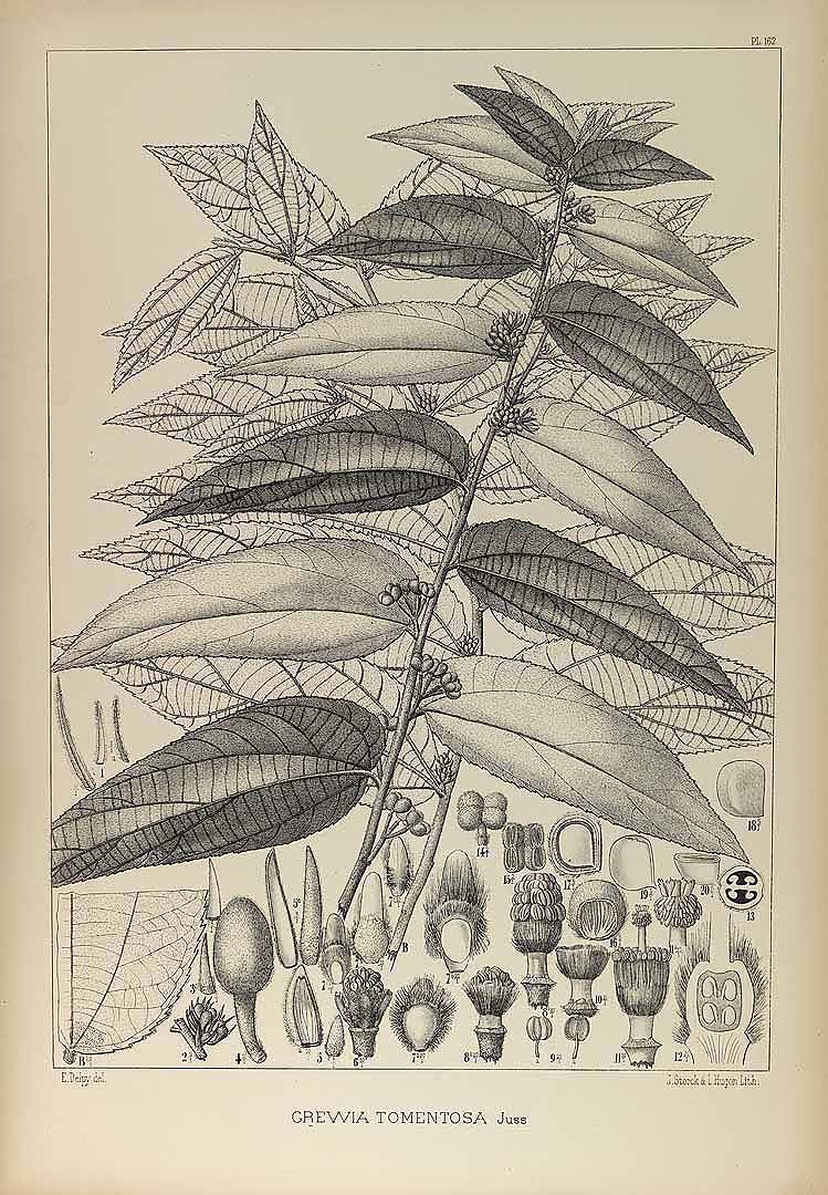 no HD illustration available (3)