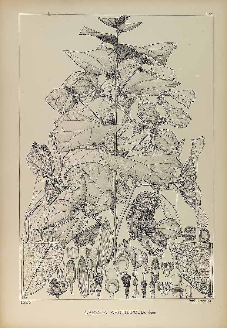 no HD illustration available (3)