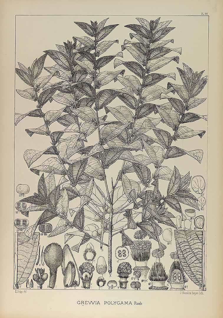 no HD illustration available (3)