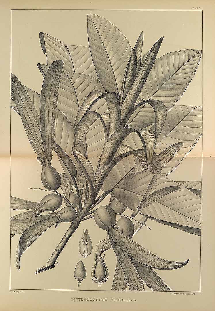 no HD illustration available (3)