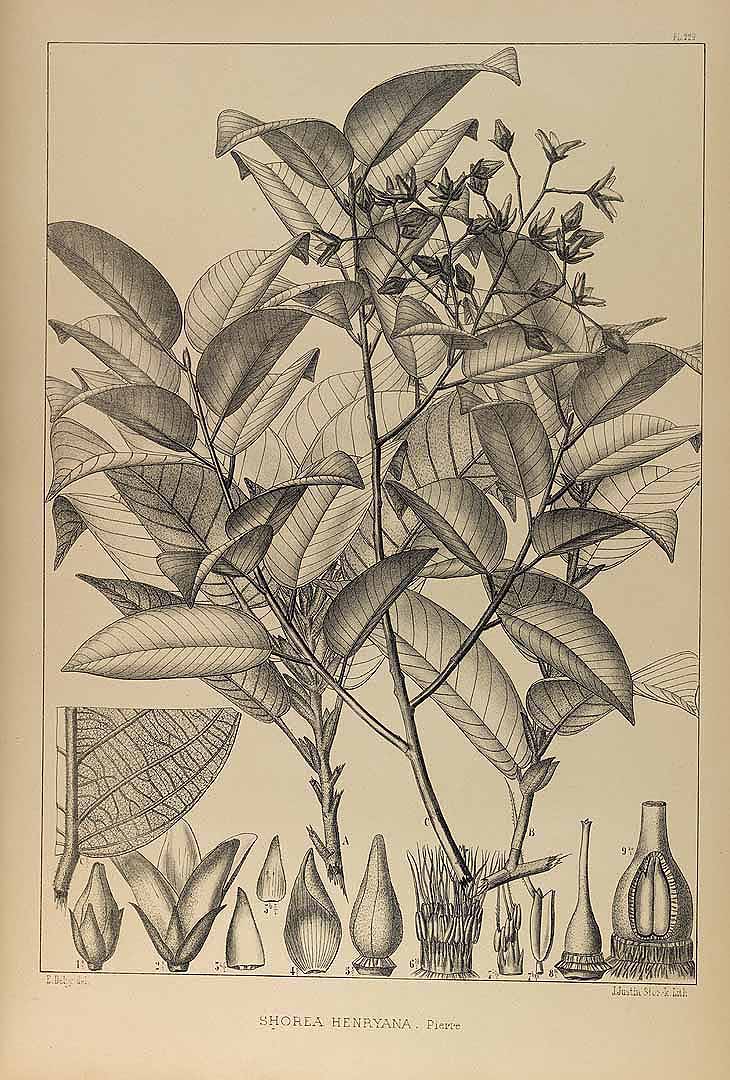 no HD illustration available (3)