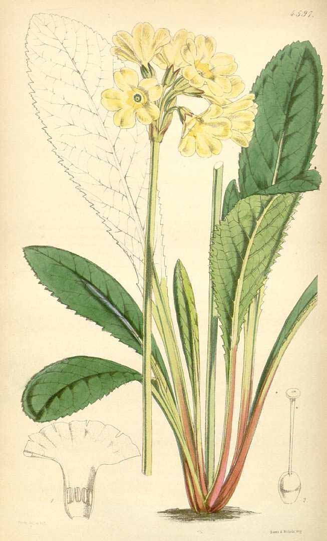 no HD illustration available (3)