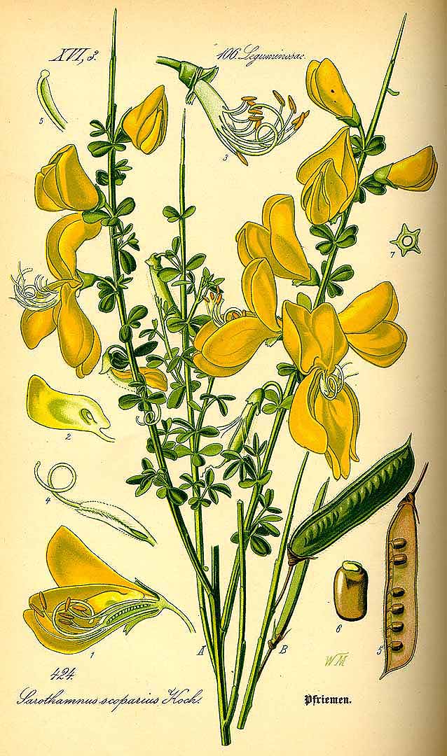 no HD illustration available (3)