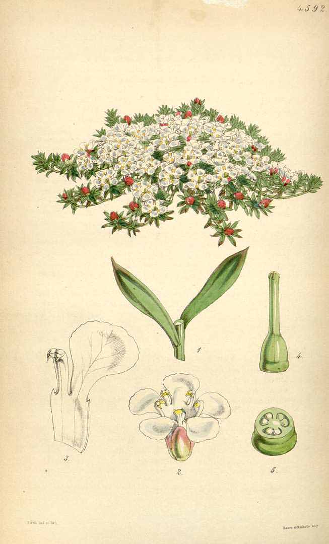 no HD illustration available (3)