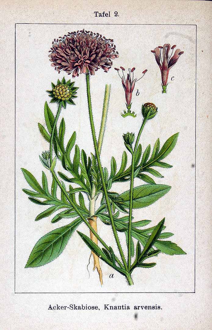 no HD illustration available (3)