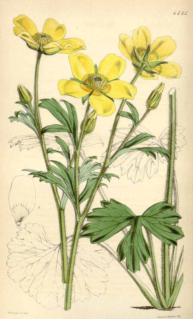 no HD illustration available (3)