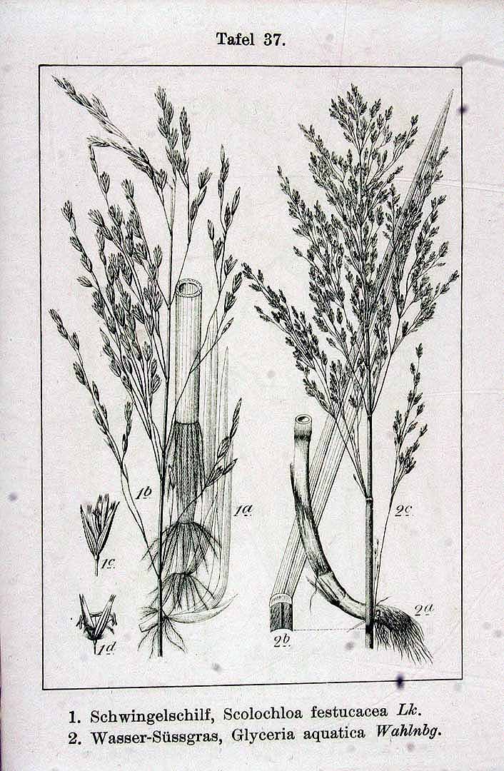 no HD illustration available (3)