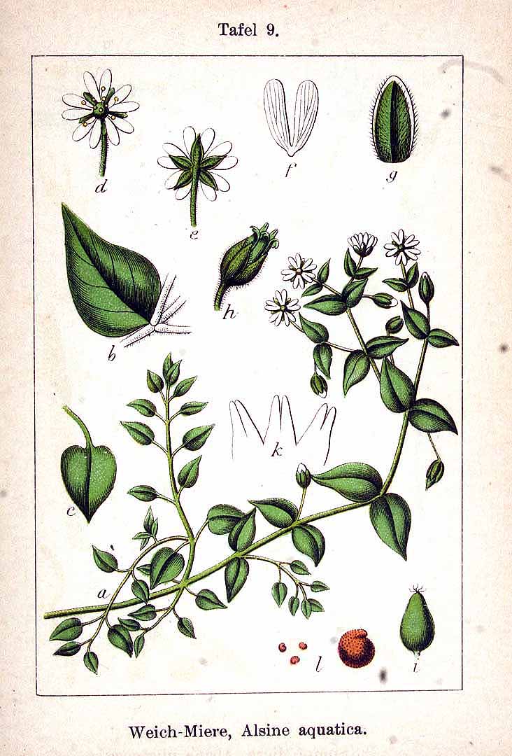 no HD illustration available (3)