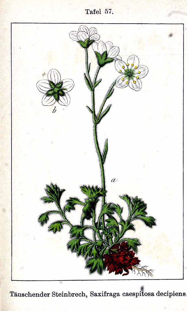 no HD illustration available (3)