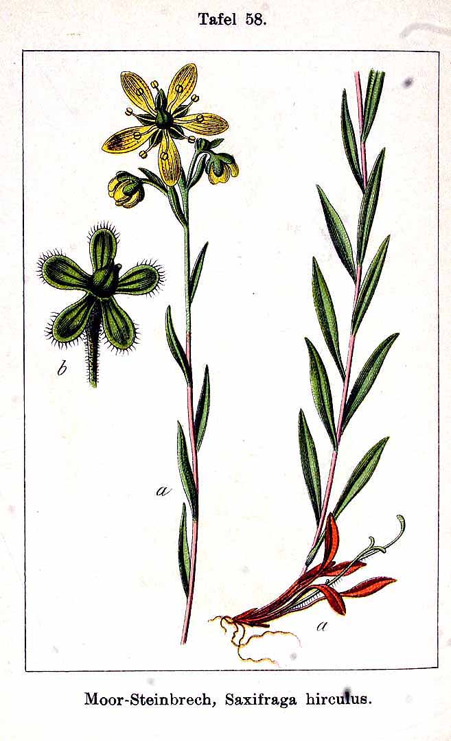 no HD illustration available (3)