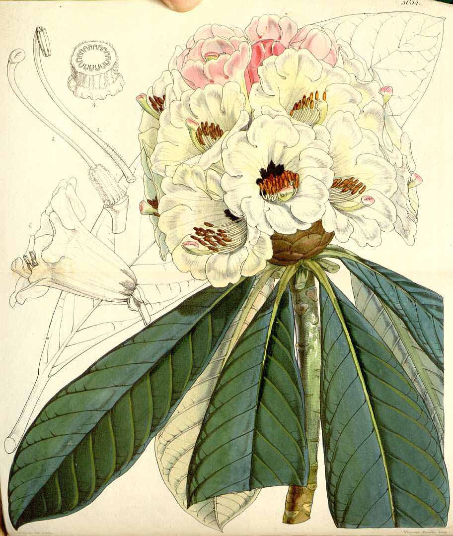 no HD illustration available (3)