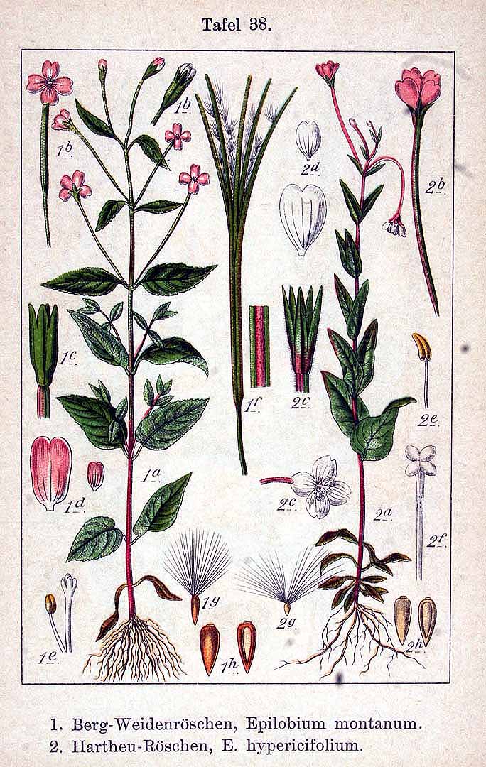 no HD illustration available (3)