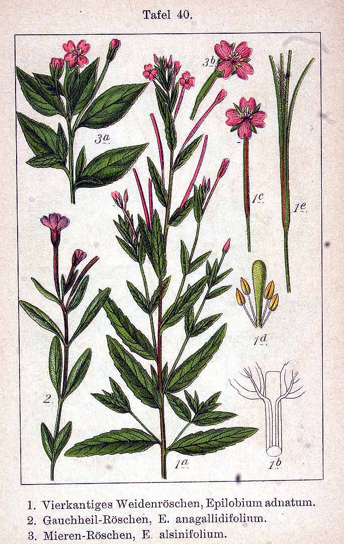 no HD illustration available (3)