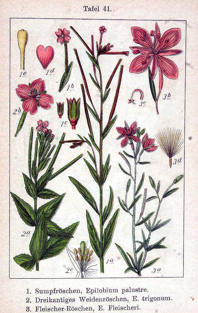 no HD illustration available (3)