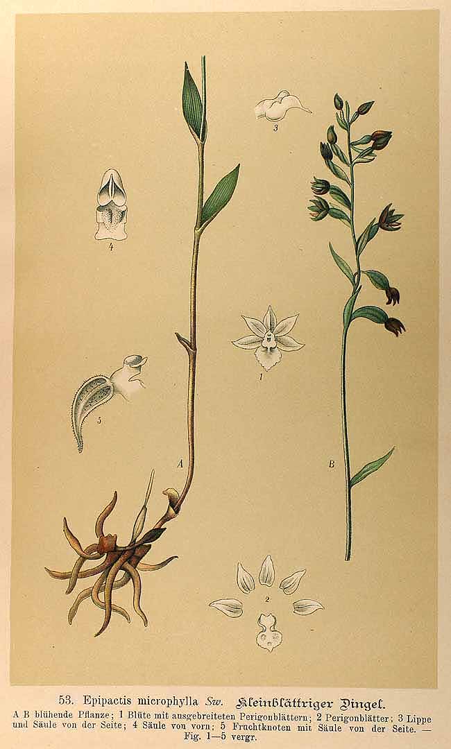 no HD illustration available (3)