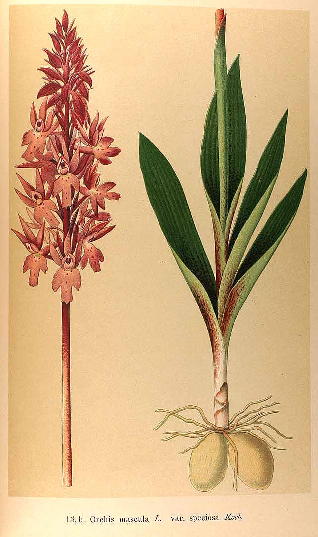 no HD illustration available (3)