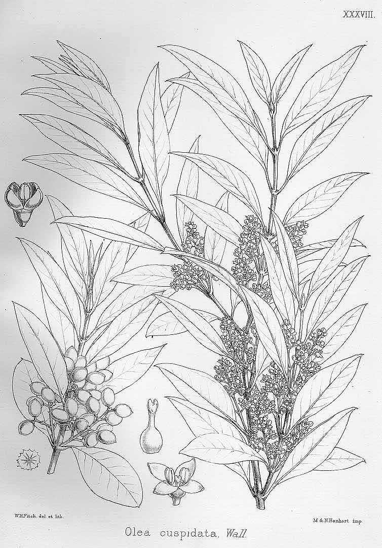 no HD illustration available (3)