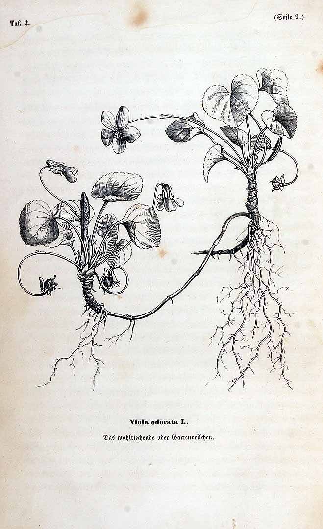 no HD illustration available (3)