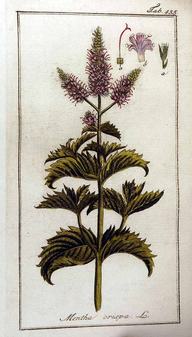 no HD illustration available (3)