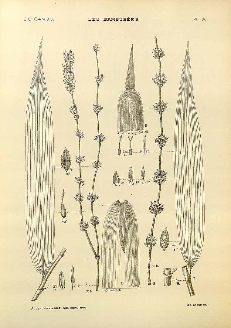 no HD illustration available (3)