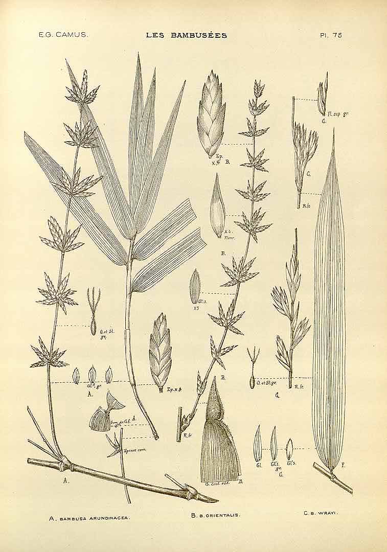 no HD illustration available (3)