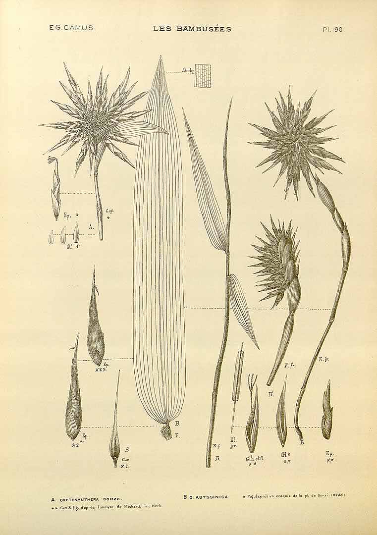 no HD illustration available (3)