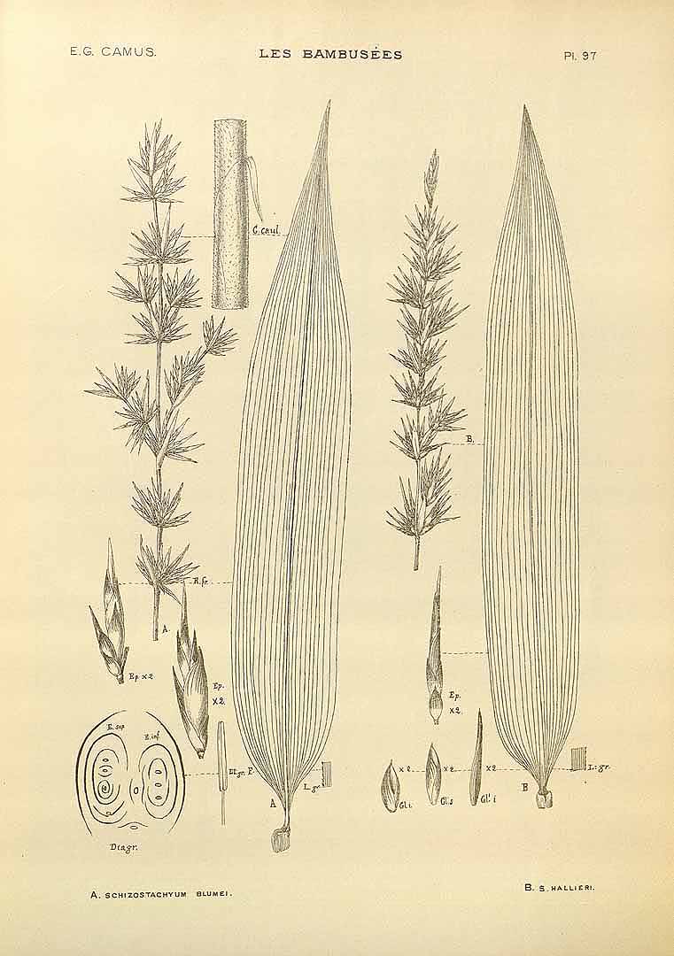 no HD illustration available (3)