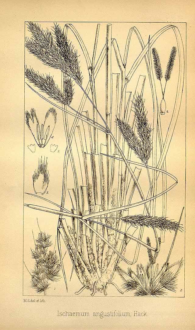 no HD illustration available (3)