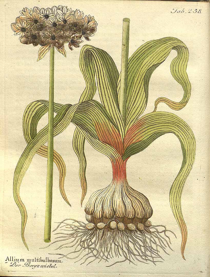 no HD illustration available (3)