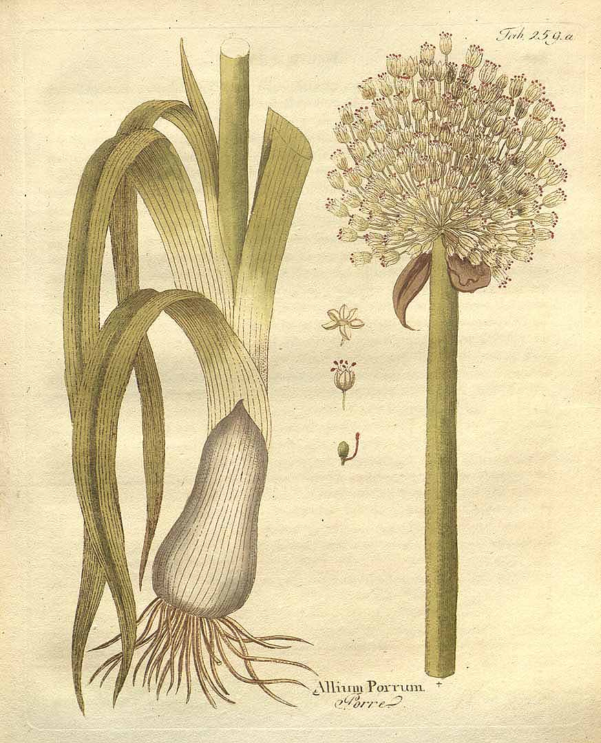 no HD illustration available (3)