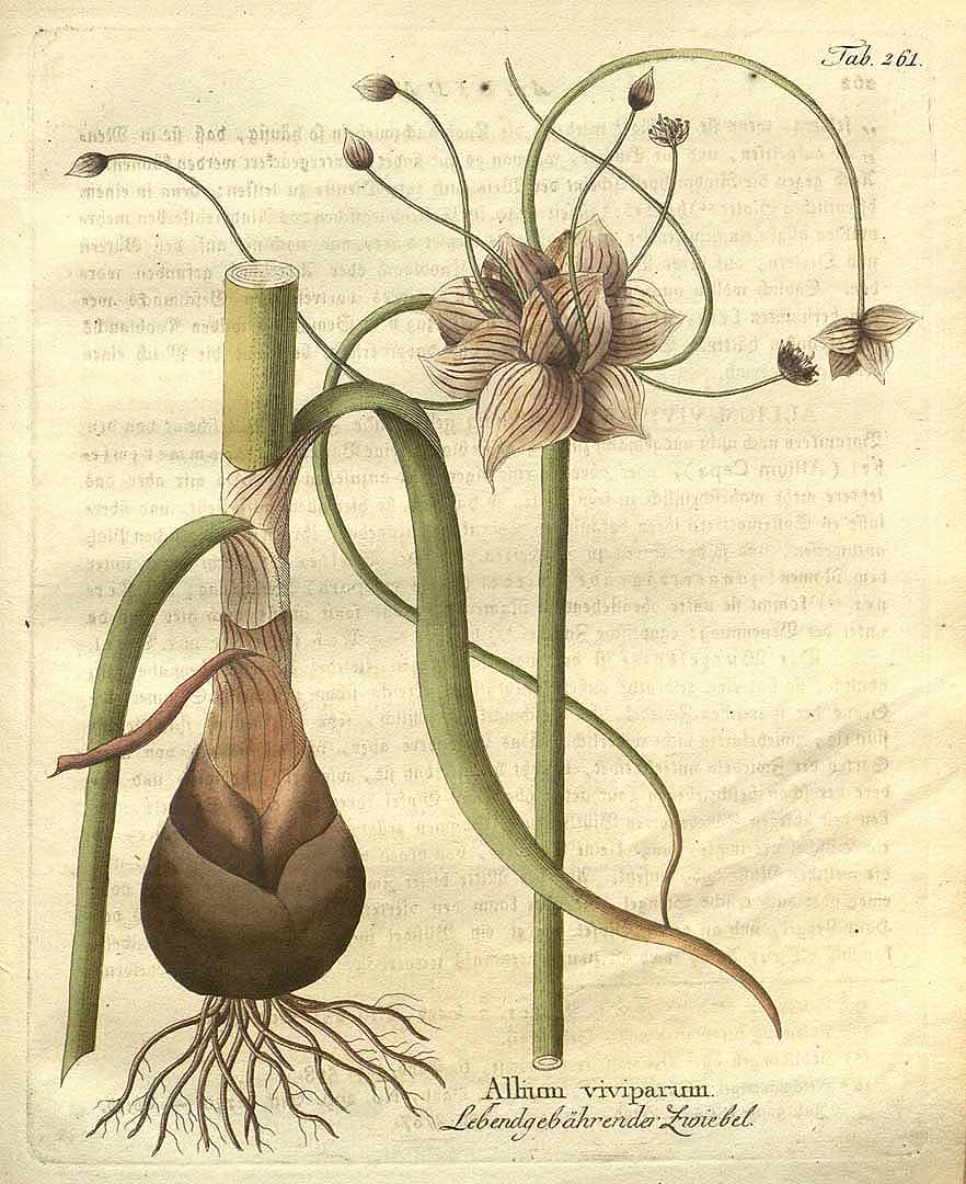 no HD illustration available (3)