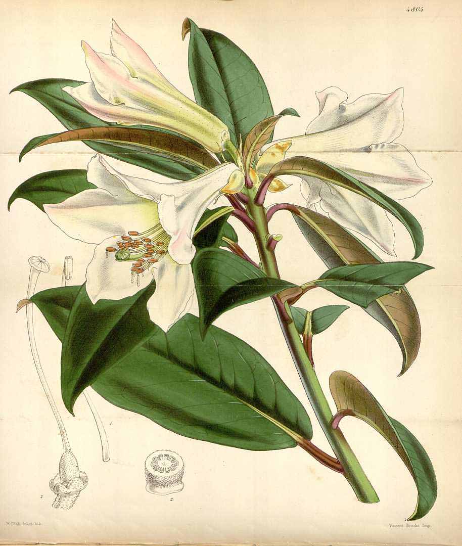 no HD illustration available (3)