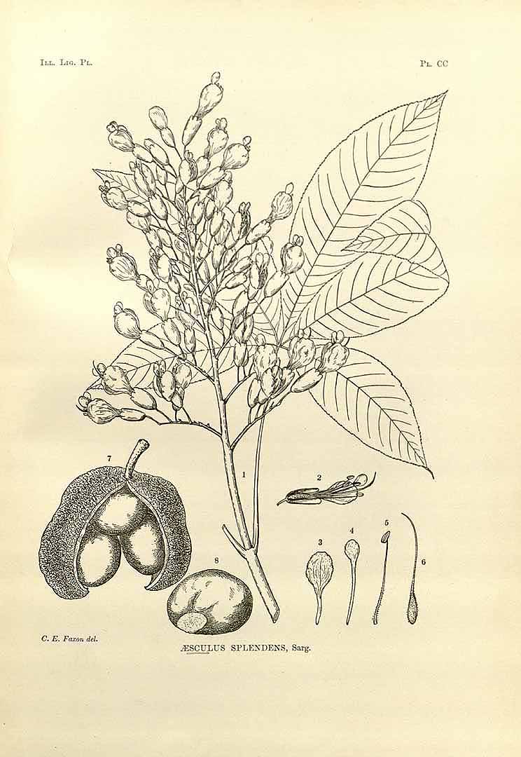 no HD illustration available (3)