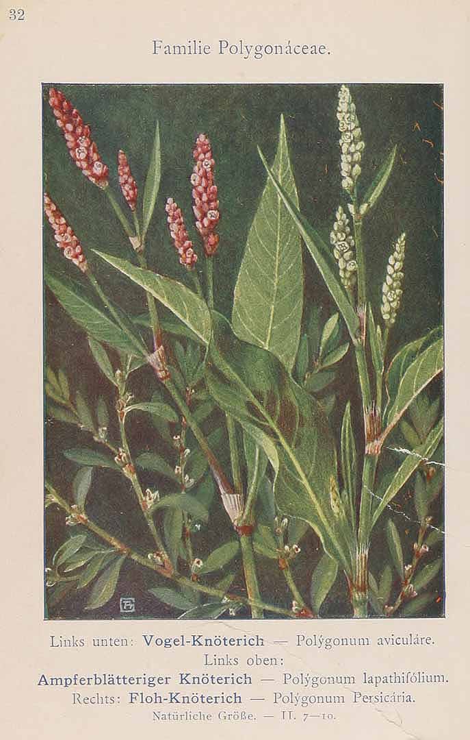 no HD illustration available (3)