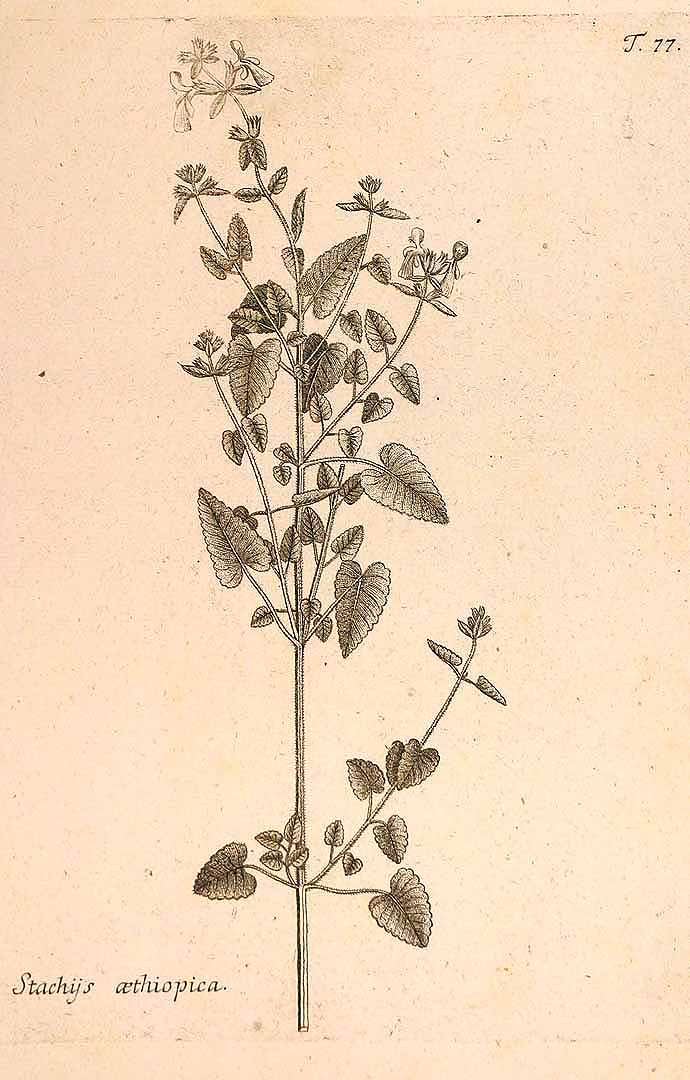 no HD illustration available (3)