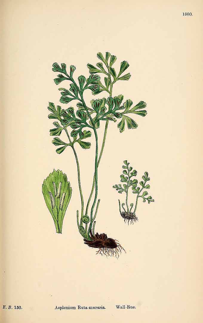 no HD illustration available (3)