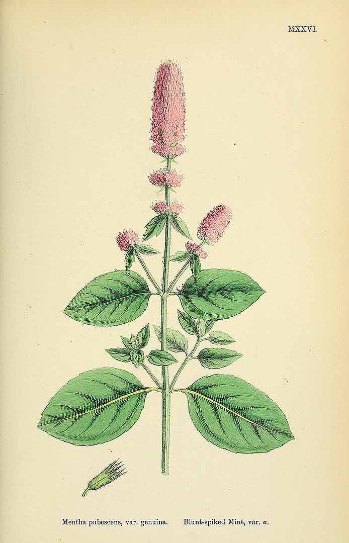 no HD illustration available (3)