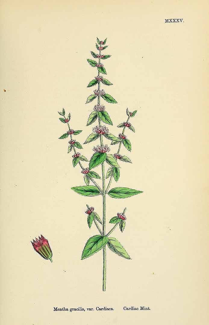 no HD illustration available (3)