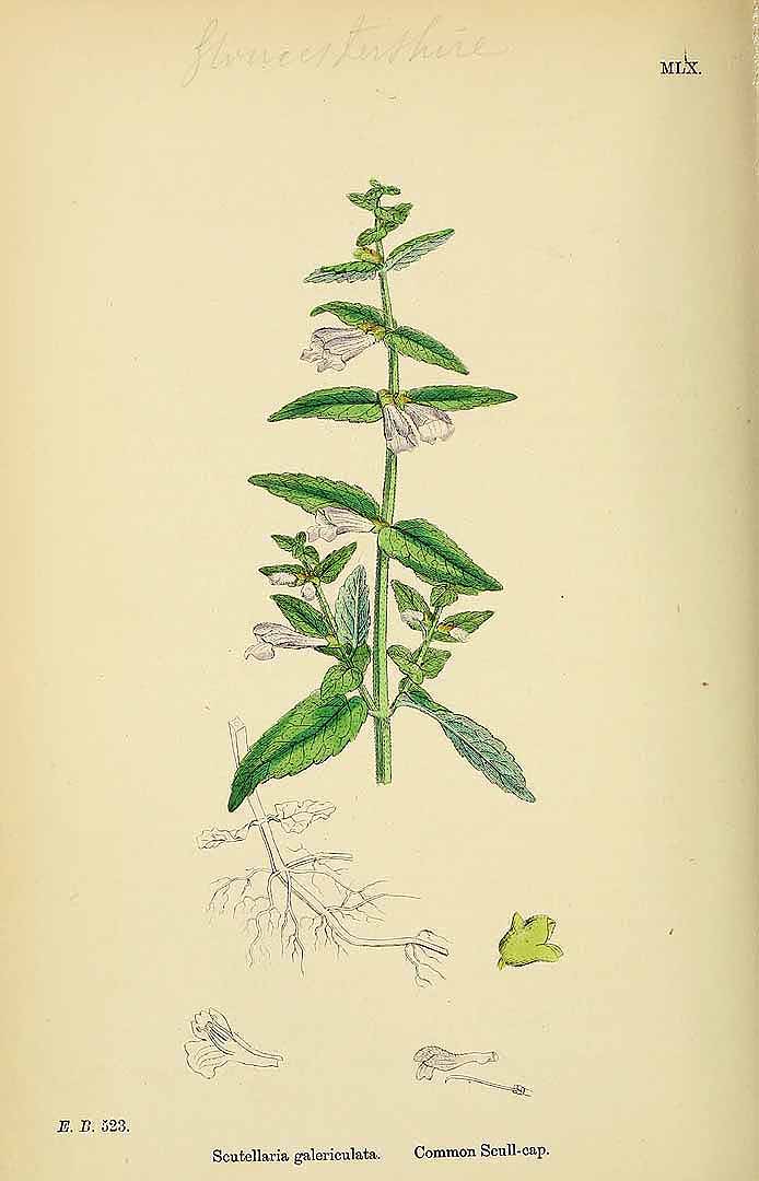 no HD illustration available (3)