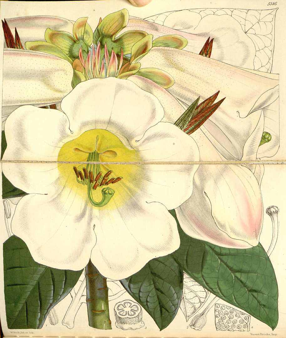 no HD illustration available (3)