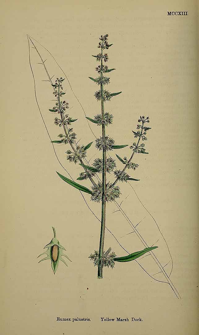 no HD illustration available (3)